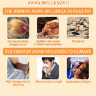 Avian influenza (H5N8) antigen rapid detection card instructions supplier